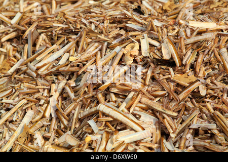 Les coquillages échoués sur les rives de la plage de Hunstanton, Norfolk, Angleterre Banque D'Images