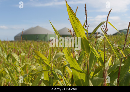 Wees, Allemagne, champ de maïs avec une usine de biogaz Banque D'Images