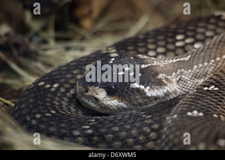 Queue noire, Crotale mexicain Crotalus Molossus Nigrescens Banque D'Images