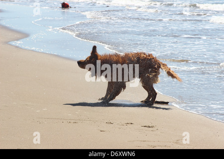 Chien secouer l'eau sur le rivage de la plage Banque D'Images