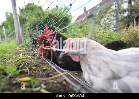 Lafairs 373, l'Allemagne, les poulets derrière une clôture dans le boîtier extérieur Banque D'Images