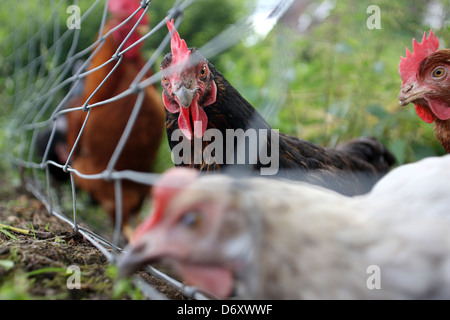 Lafairs 373, l'Allemagne, les poulets derrière une clôture dans le boîtier extérieur Banque D'Images