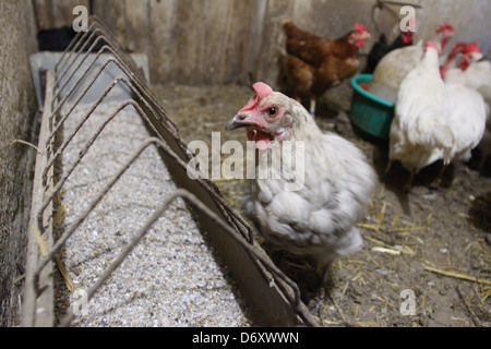 Lafairs 373, l'Allemagne, les poules dans la grange à l'auge d'alimentation Banque D'Images