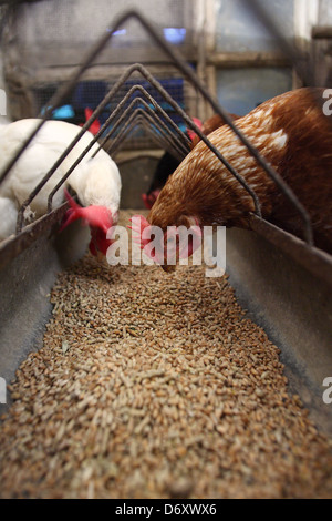Lafairs 373, l'Allemagne, les poules dans la grange à l'auge d'alimentation Banque D'Images