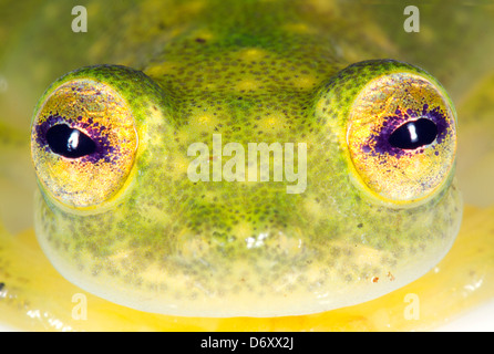 Visage d'une grenouille en verre (Hyalinobatrachium sp.) de l'Amazonie équatorienne Banque D'Images