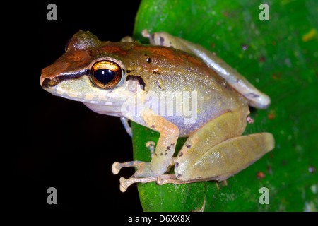 La pluie non identifiés (grenouille Pristimantis sp.) de l'Amazonie équatorienne Banque D'Images