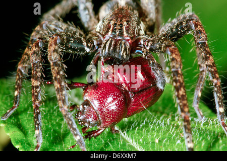 Spider errance (famille Ctenidae) manger un scarabée dans le sous-étage de la forêt tropicale dans la nuit Banque D'Images