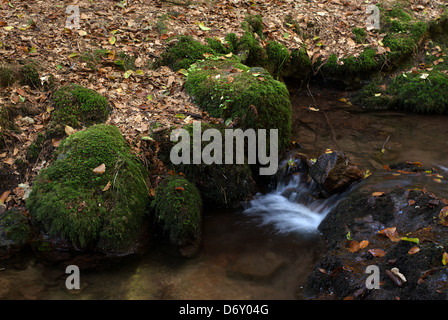 Tabarz, Allemagne, un ruisseau dans la forêt de Thuringe Nature Park Banque D'Images