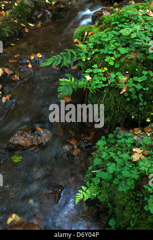 Tabarz, Allemagne, un ruisseau dans la forêt de Thuringe Nature Park Banque D'Images