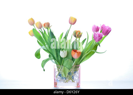 Fleurs tulipes dans un vase en verre rose sur fond blanc Banque D'Images