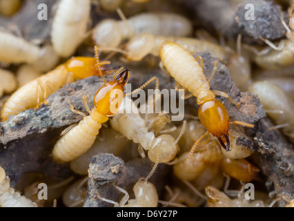 Close up les termites ou fourmis blanches en Thaïlande Banque D'Images