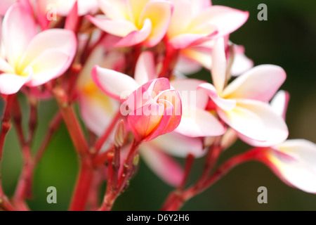 Beaucoup de fleur rose dans le jardin du parc. Banque D'Images