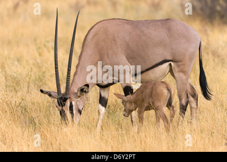 Oryx gazella avec bébé sur la savane, Samburu, Kenya Banque D'Images