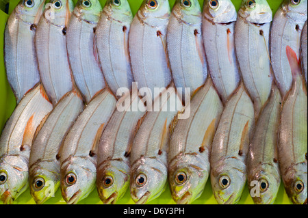 La dorade poisson - Aligote, Pagellus acarne, lors de la Confédération de Luarca, pêcheurs de Puerto Luarca dans les Asturies, Espagne Banque D'Images