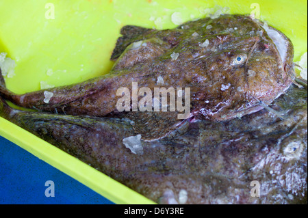 - Lotte Lophius piscatorius - viols, lors de la Confédération de Luarca, pêcheurs de Puerto Luarca dans les Asturies, Espagne Banque D'Images