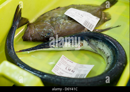 - Poisson Aiguille Aguja, Baiona baiona baiona, lors de la Confédération de Luarca Pêcheurs, Puerto Luarca, Espagne Banque D'Images