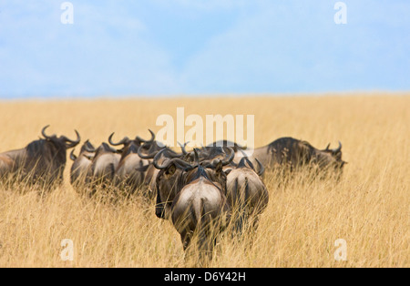 Migration des gnous sur la savane, Masai Mara, Kenya Banque D'Images