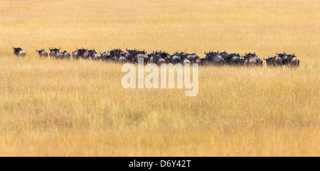 Migration des gnous sur la savane, Masai Mara, Kenya Banque D'Images