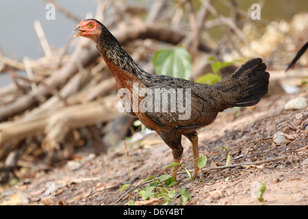 Bantam thaïlandais près de l'étang,bantam d'espèces indigènes. Banque D'Images