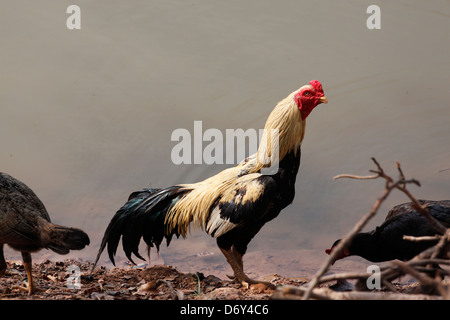 Bantam thaïlandais près de l'étang,bantam d'espèces indigènes. Banque D'Images