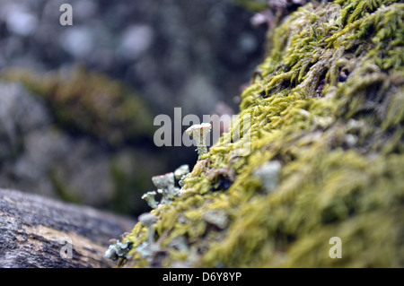 Elf Cup lichen Cladonia (Cocciferon) sur le mur en pierre sèche sur le Dales Way sentier près de Yorkshire Wharfedale Cap Sud Banque D'Images