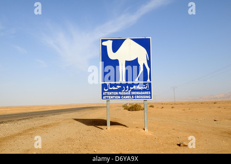 Signer les chameaux au croisement à une route dans le désert du Sahara en Tunisie Banque D'Images