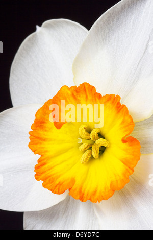 Close up blanc et orange sur fond noir de la jonquille Banque D'Images