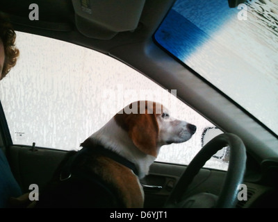 Femme et chien en passant par voiture lavage de voiture Banque D'Images