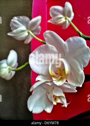 Close up of orchid flowers Banque D'Images