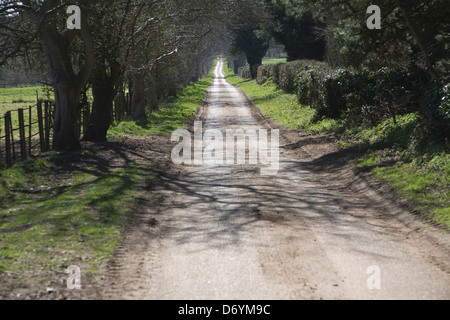 Longue ligne droite bordée d'arbres country road, Sutton, Suffolk, Angleterre Banque D'Images