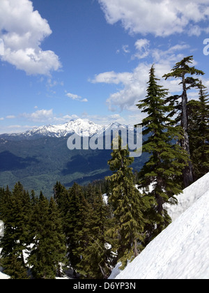 Les arbres croissant sur montagne enneigée, Seattle, Washington, United States Banque D'Images