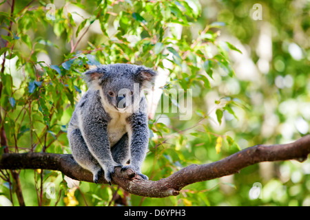 Mignon koala australien dans son habitat naturel de gumtrees Banque D'Images