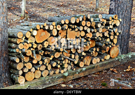 Bois de chauffage qui a été coupé et empilé entre deux pins. Banque D'Images