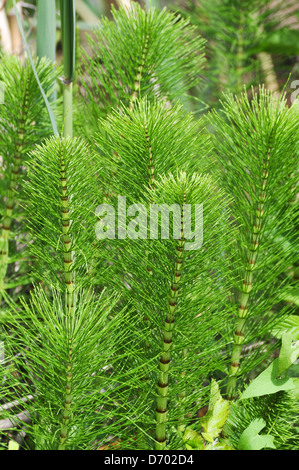 Plantes Prêle (Equisetum sp.). Photographié en Haute Galilée, Israël, Hazbani River en Avril Banque D'Images