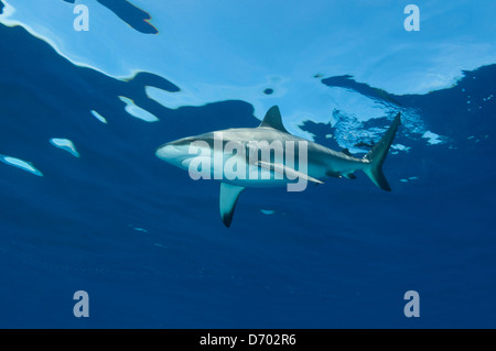 Une piscine requin gris de récif du Pacifique près de la surface pour trouver un repas Banque D'Images