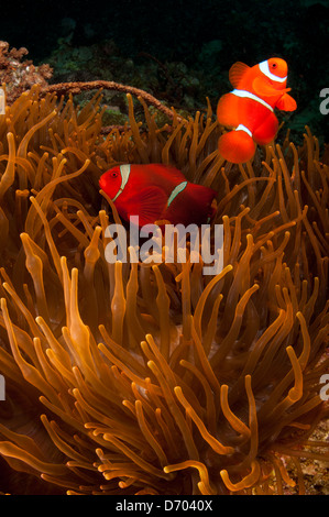 Deux spinecheek poisson clown hover près de leur anémone. Banque D'Images