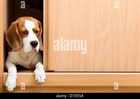 L'absence de chien a grimpé dans une armoire. Banque D'Images