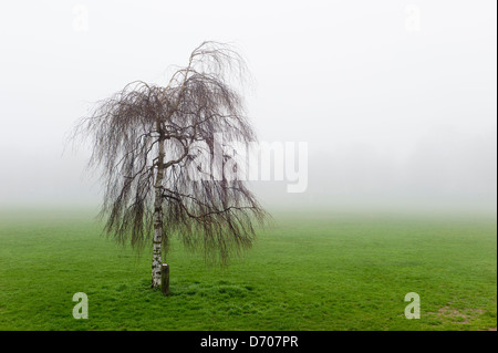 Arbre dans le brouillard, Preston Park, Brighton, UK Banque D'Images