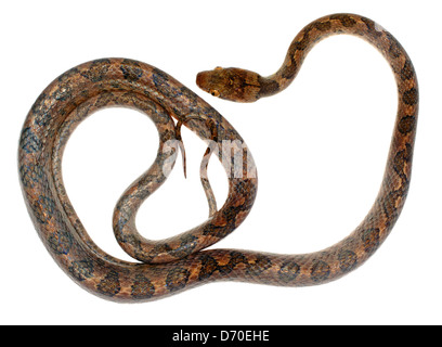 Cat-eyed Snake (Leptodeira septentrionalis) de forêt tropicale sèche dans le sud de l'Équateur Banque D'Images