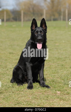 Berger allemand Banque D'Images