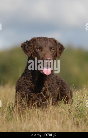 Lying Curly Coated Retriever Banque D'Images