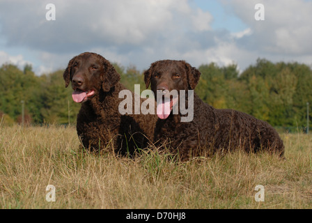 Curly Coated Retriever Banque D'Images