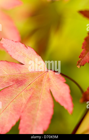 En automne LES FEUILLES D'ÉRABLE JAPONAIS Banque D'Images