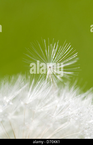 Le pissenlit Taraxacum officinale - SEEDHEAD Banque D'Images