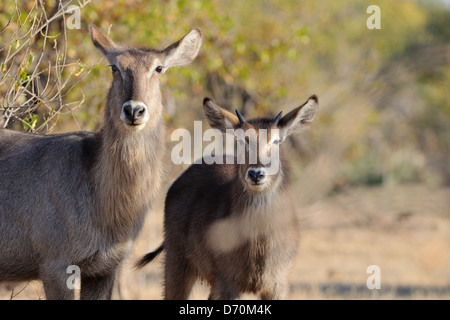 (Kobus ellipsiprymnus waterbucks commune), avec une femme adulte mâle juvénile, Kruger National Park, Afrique du Sud, l'Afrique Banque D'Images