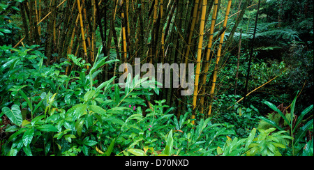 Hawaii. Close-up du bambou dans la forêt. Banque D'Images