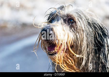 Bearded collie humide de trempage chien de compagnie sur la plage de gouttes d'eau Banque D'Images