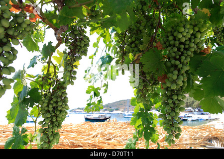 Green grapes growing sur une terrasse, village de St Nicholas, ( St nicks ), l'île de Zakynthos, Zante, Grèce, Europe. Banque D'Images