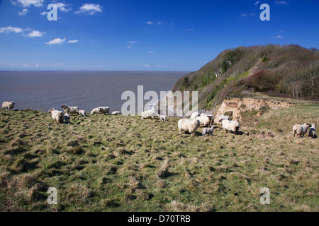 Les brebis et les agneaux à Southerndown falaises surplombant le canal de Bristol, dans le sud du Pays de Galles, Royaume-Uni Banque D'Images