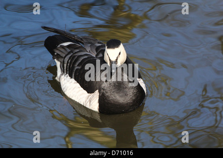 Close-up détaillé d'une bernache nonnette (Branta leucopsis) Banque D'Images
